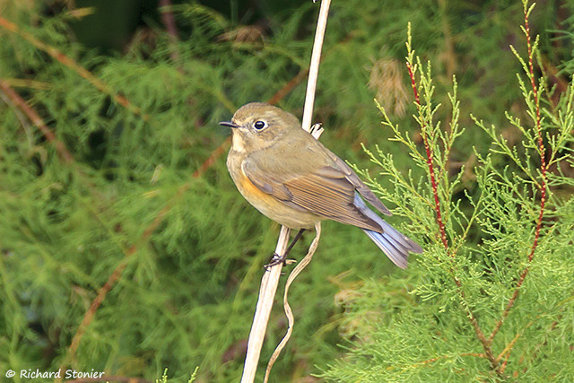 Red-flanked Bluetail