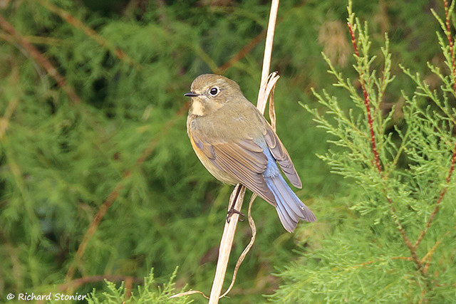 Red-flanked Bluetail