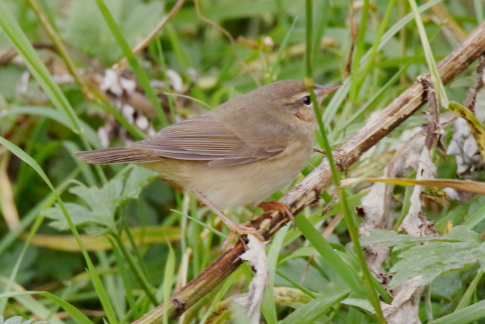 Dusky Warbler