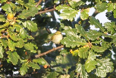 Pallas's Warbler