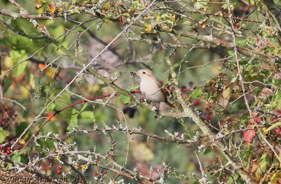Isabelline Shrike