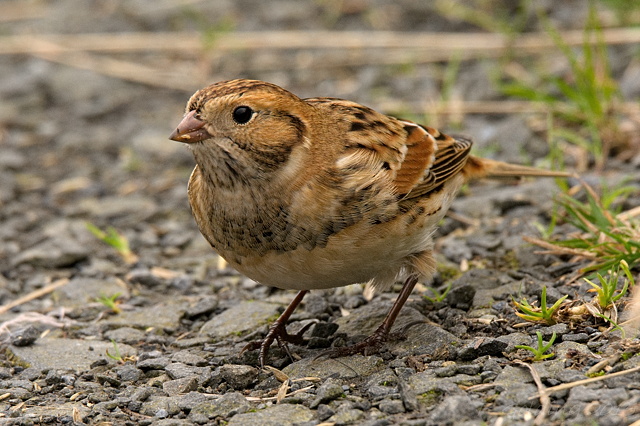 Lapland Bunting