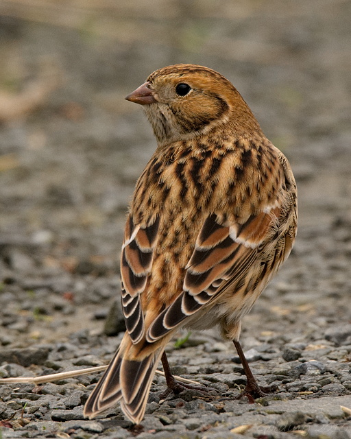 Lapland Bunting