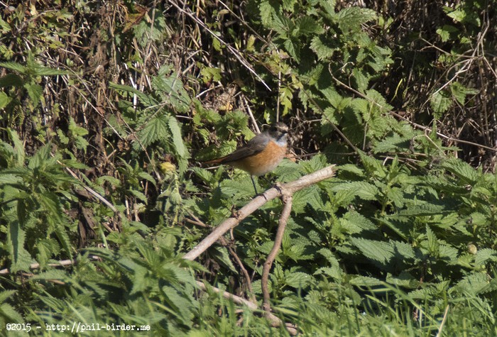 Ehrenberg's Redstart