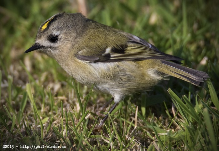 Goldcrest