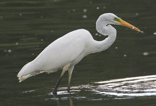 Great White Egret