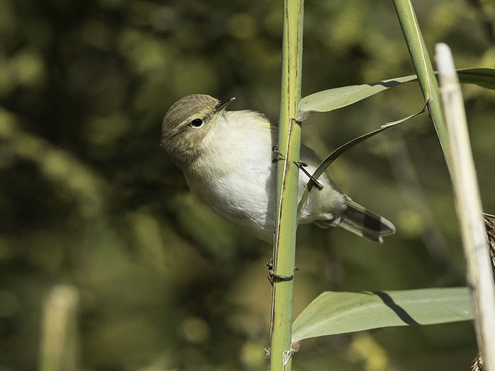 Siberian Chiffchaff