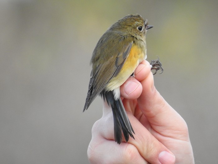 Red-flanked Bluetail