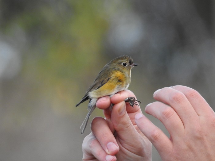 Red-flanked Bluetail