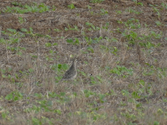 American Golden Plover