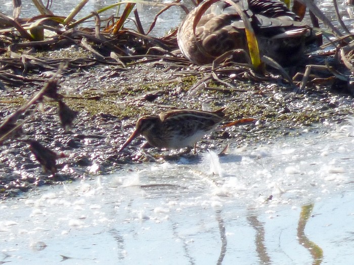 Jack Snipe