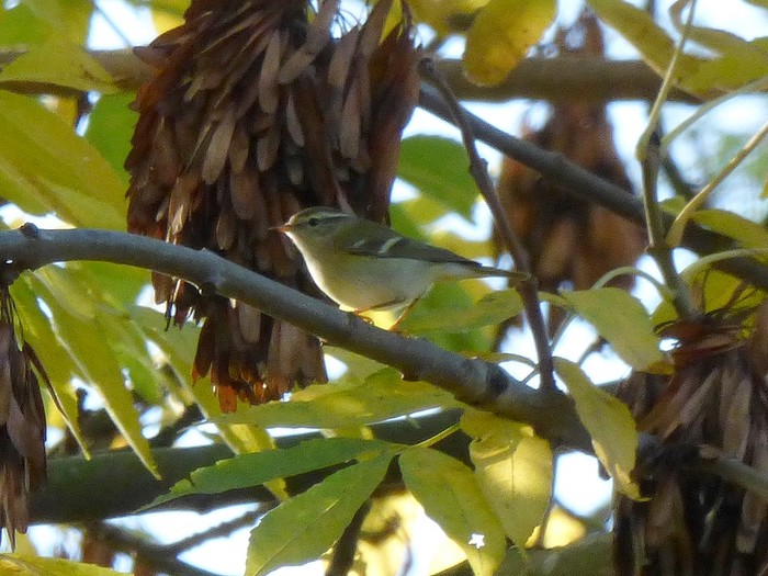 Yellow-browed Warbler
