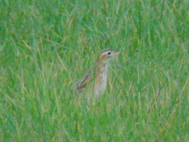 Richard's Pipit