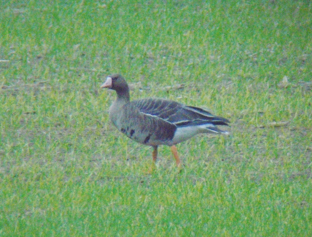 Eurasian White-fronted Goose
