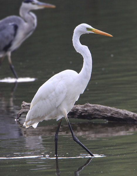 Great White Egret