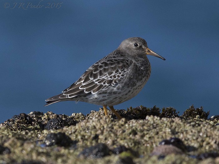 Purple Sandpiper