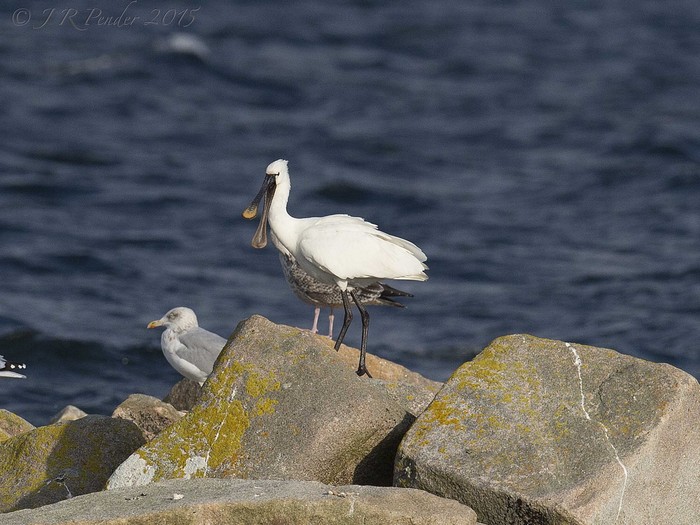 Spoonbill