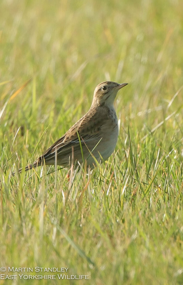Richard's Pipit