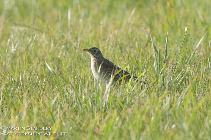 Richard's Pipit