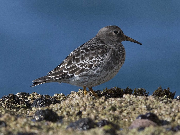 Purple Sandpiper