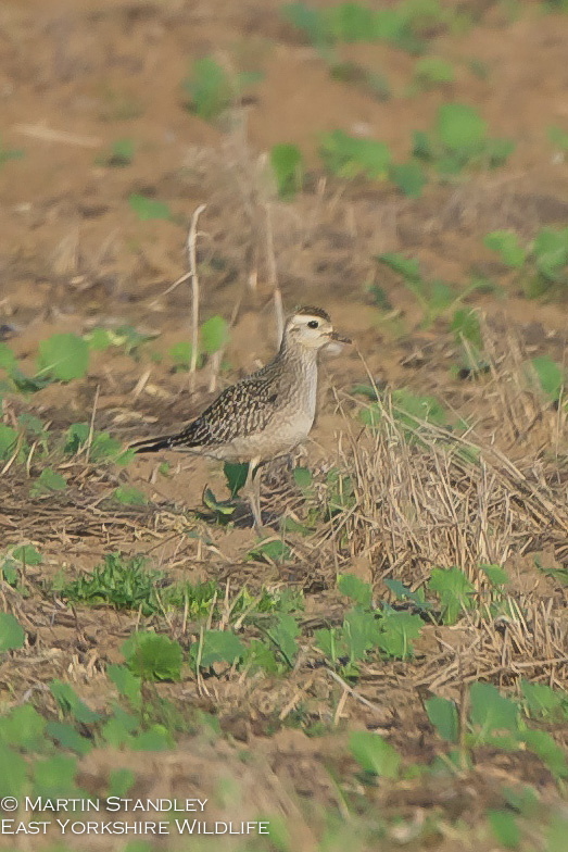 American Golden Plover