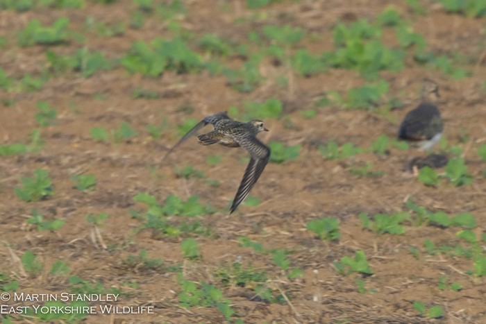 American Golden Plover