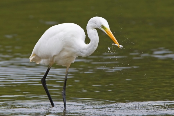 Great White Egret