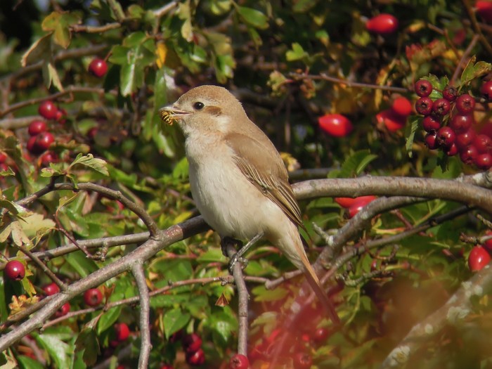 Isabelline Shrike