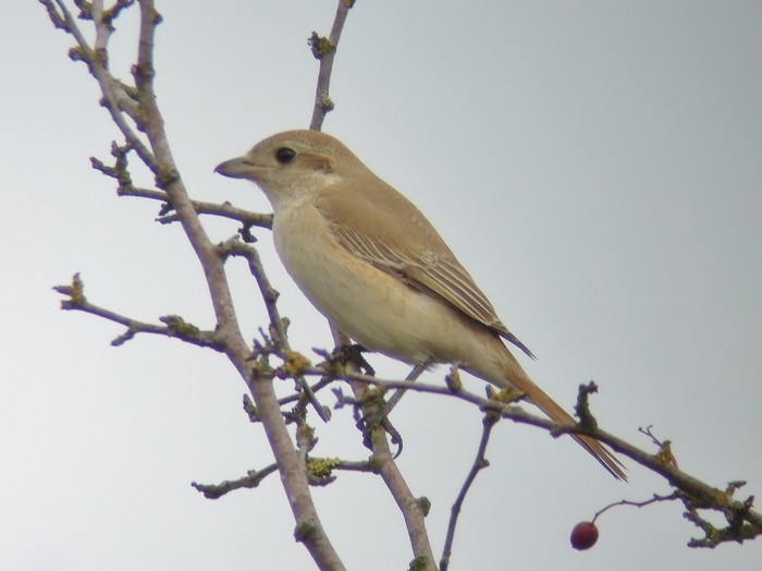 Isabelline Shrike