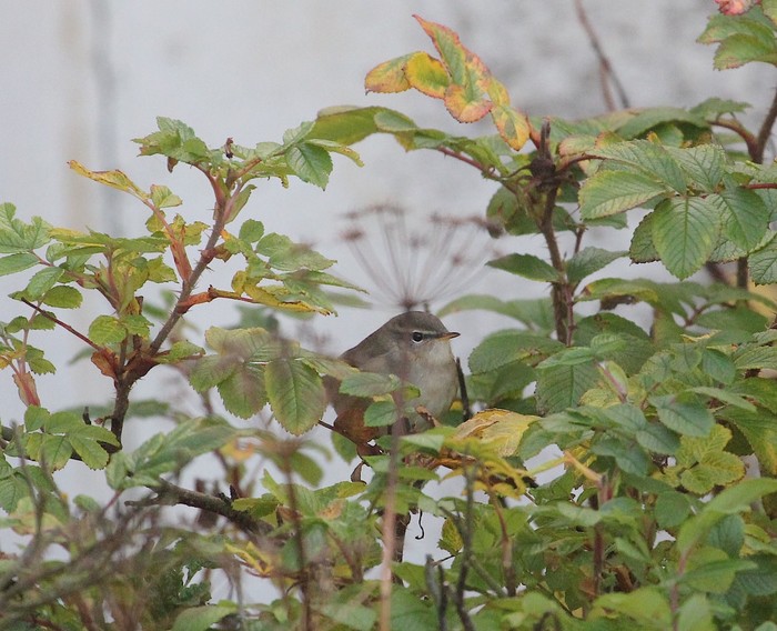 Dusky Warbler