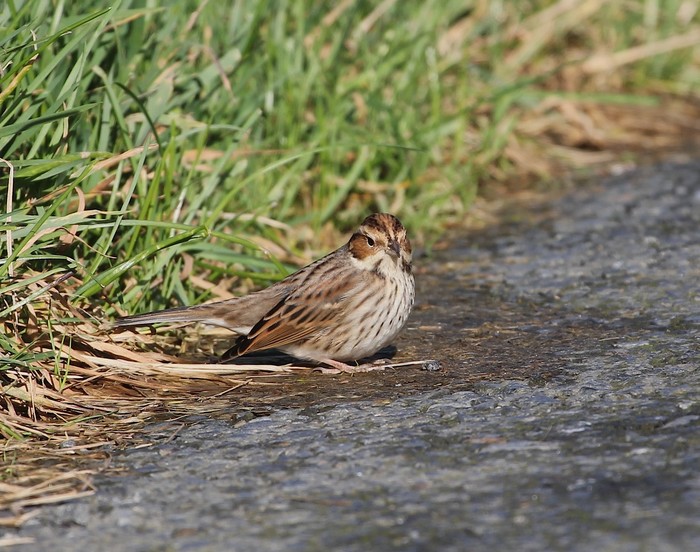 Little Bunting