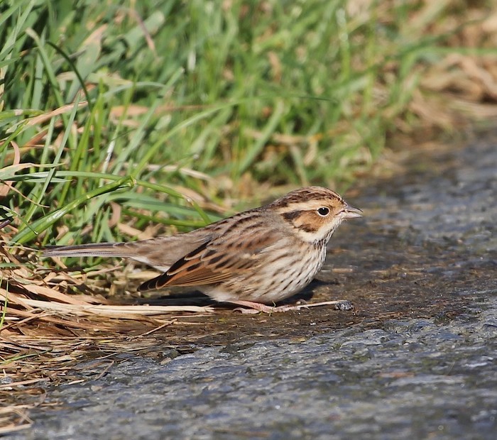 Little Bunting