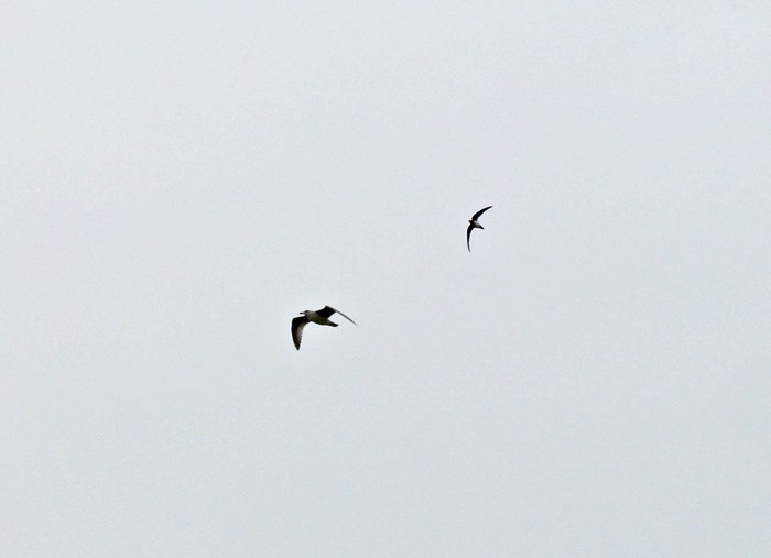 Alpine Swift