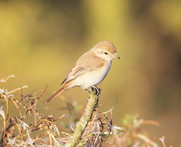 Isabelline Shrike