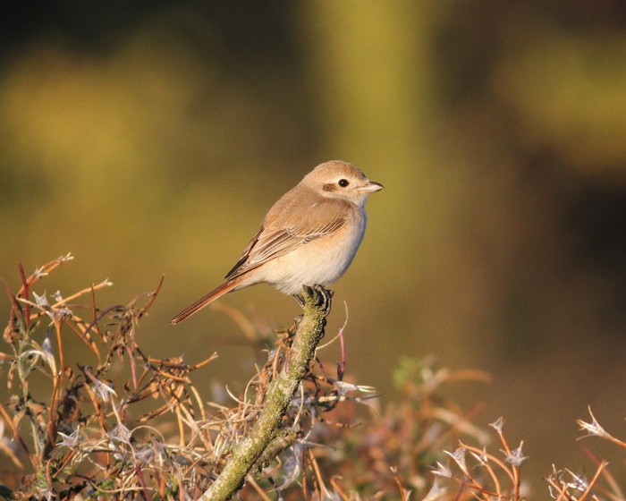 Isabelline Shrike