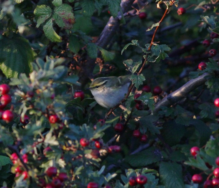 Pallas's Warbler
