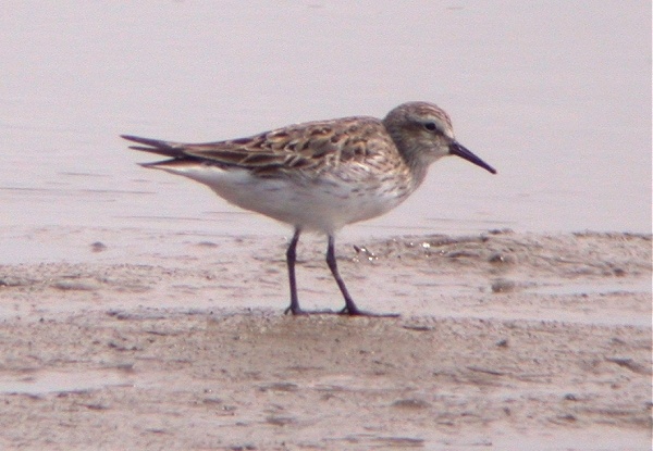 White-rumped Sandpiper