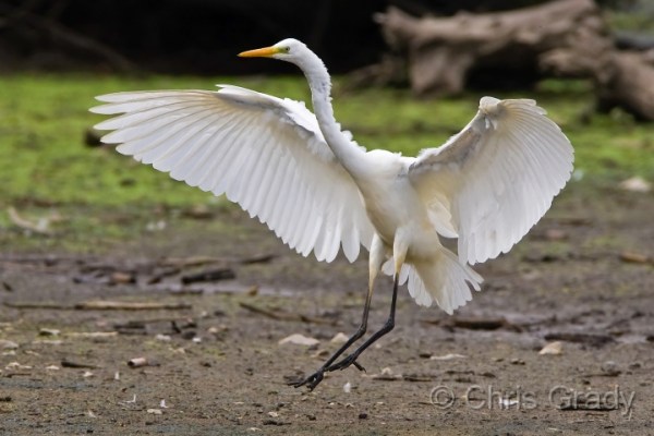 Great White Egret