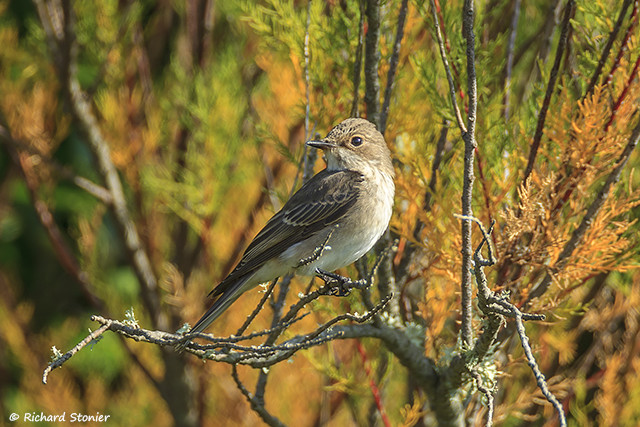 Spotted Flycatcher