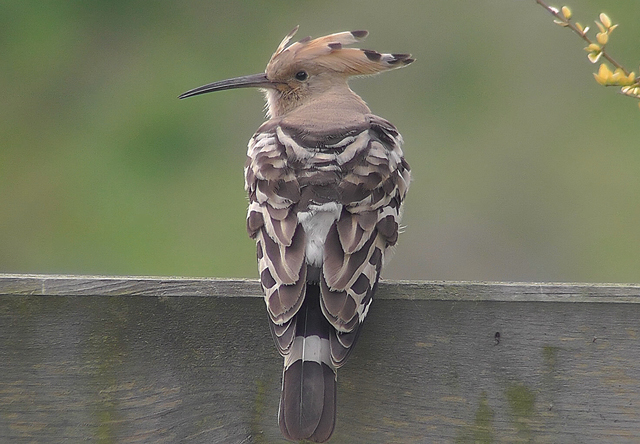 Hoopoe