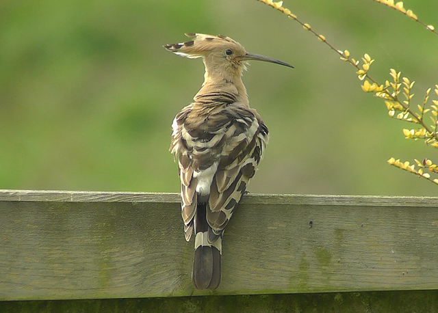 Hoopoe