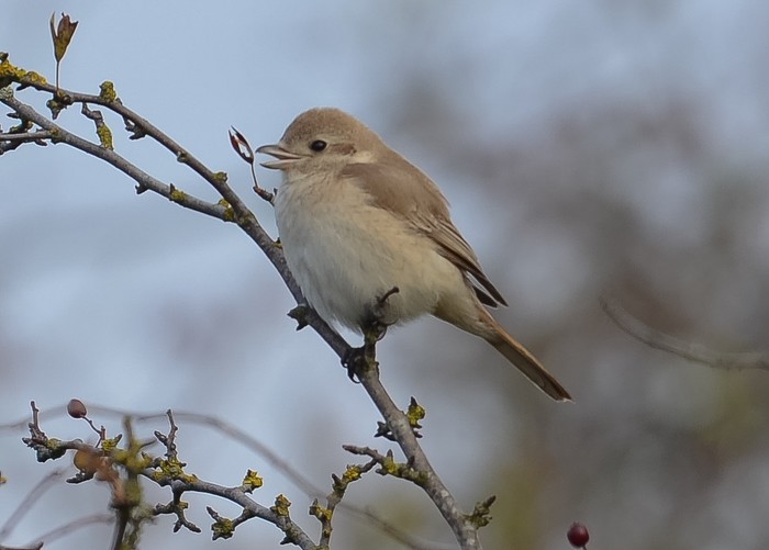 Isabelline Shrike