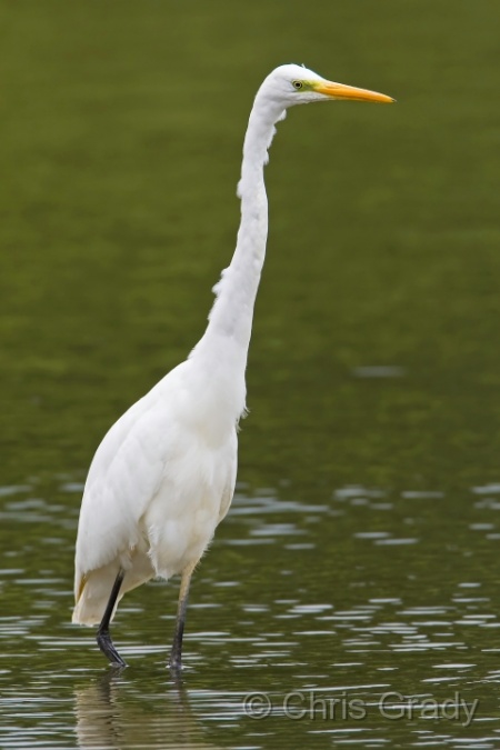 Great White Egret