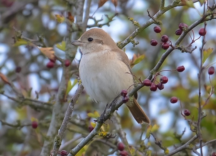 Isabelline Shrike