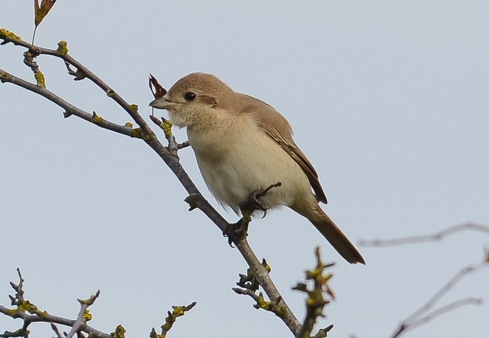 Isabelline Shrike
