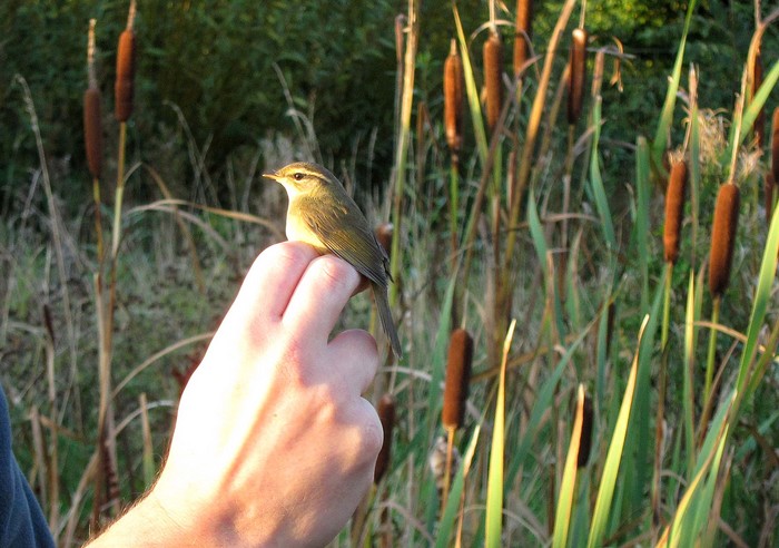 Radde's Warbler
