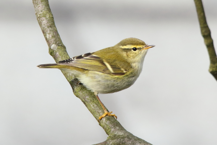 Yellow-browed Warbler