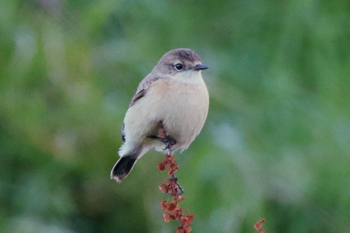 Siberian Stonechat