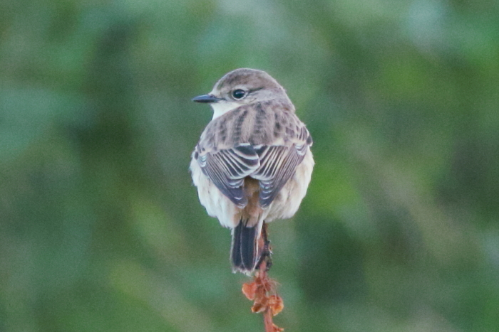 Siberian Stonechat