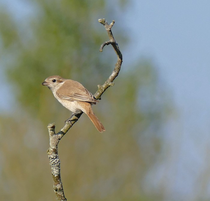 Isabelline Shrike